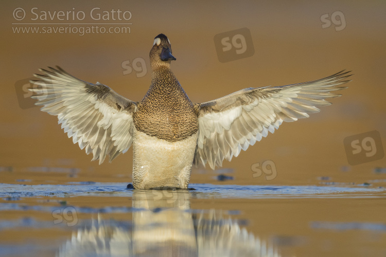 Garganey, adult male spreading its wings