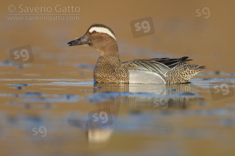 Garganey, adult male swimming in a swamp