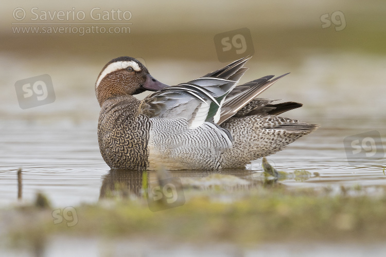 Garganey, adult male preening