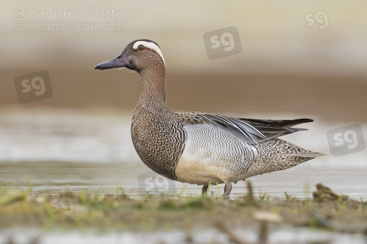 Garganey, adult male standing in a swamp