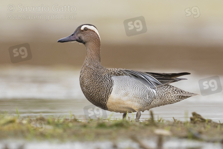 Garganey