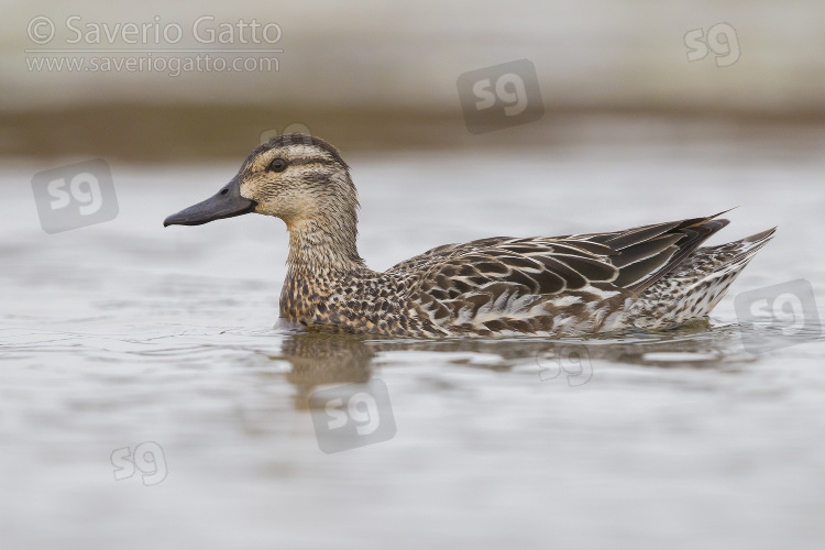 Garganey, adult female swimming in a swamp