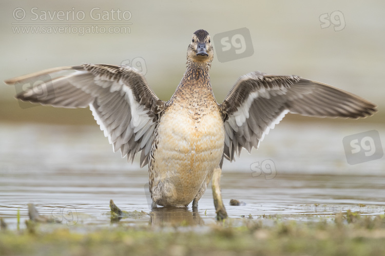 Garganey, adult female spreading its wings