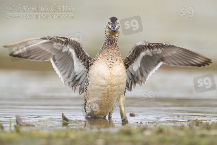 Garganey