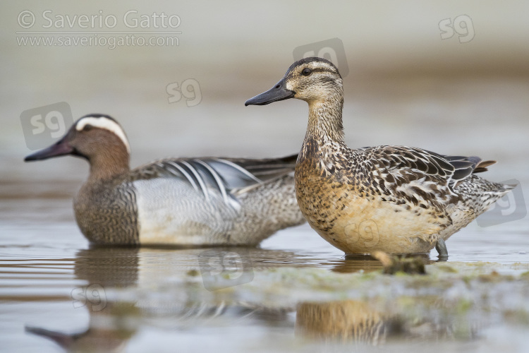Garganey, couple standing in the water