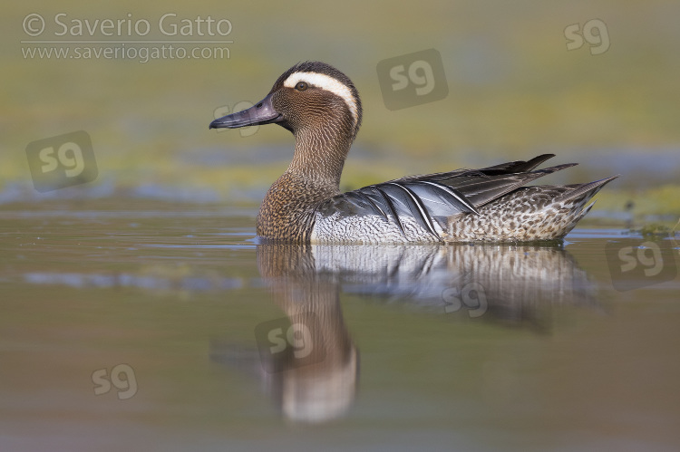 Garganey, adult male swimming in a swamp