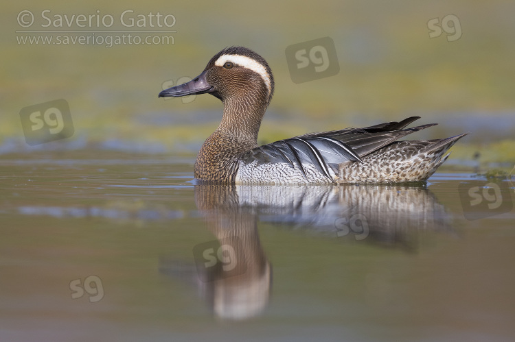 Garganey