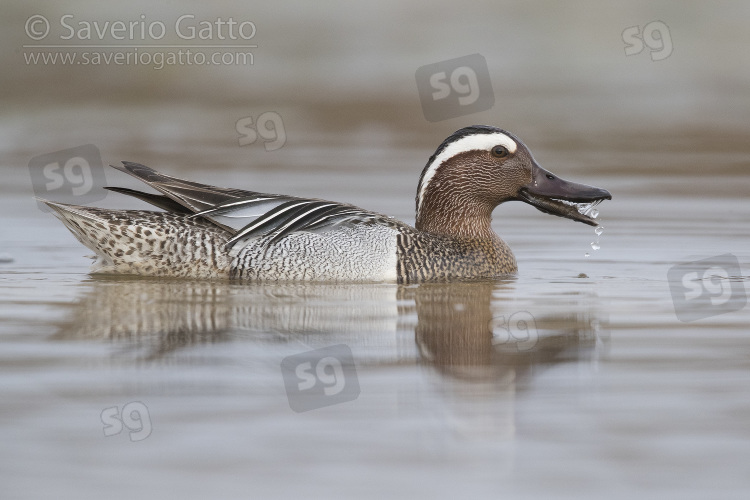 Garganey, adult male swimming in a swamp