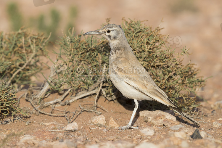 Allodola beccocurvo