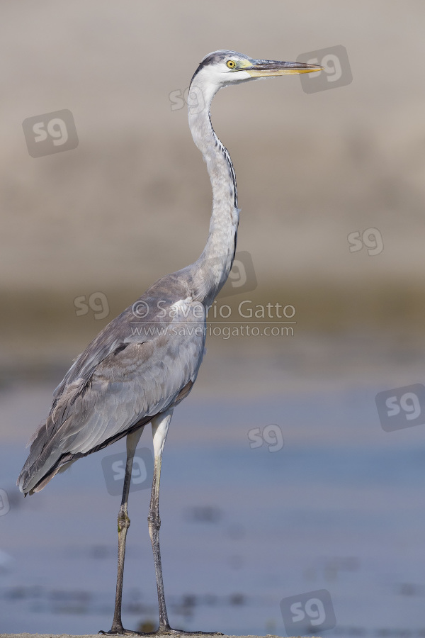 Grey Heron, juvenile standing on a beach