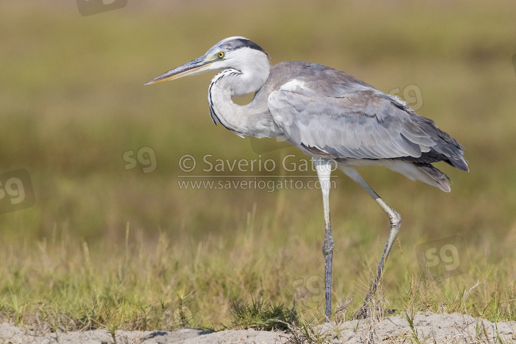 Grey Heron, immature walking on a beach