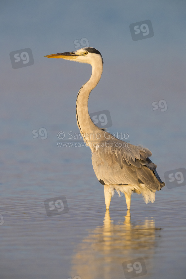 Grey Heron, adult standing in the water at sunset