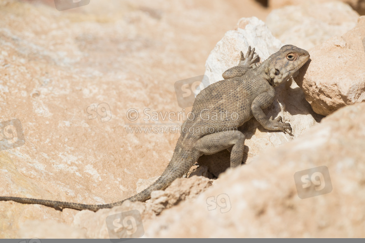 Agama del deserto, adulto che si scalda su una rocccia