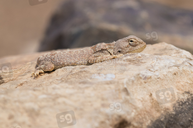 Agama del deserto, giovane che si scalda su una roccia