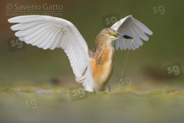 Squacco Heron, adult with spread wings