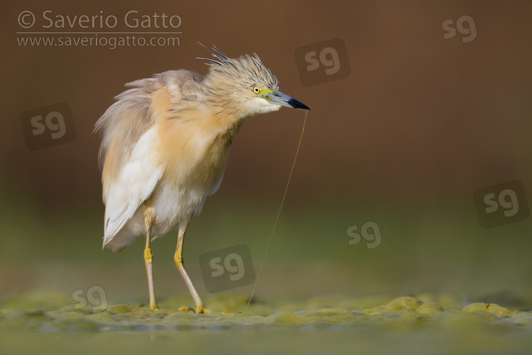 Squacco Heron, adult shaking its body