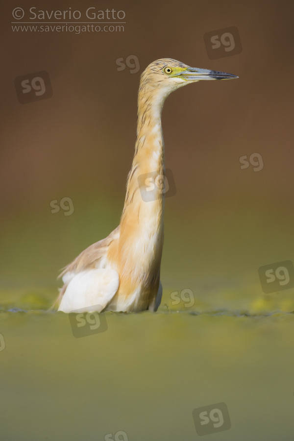 Squacco Heron, adult standing in a swamp