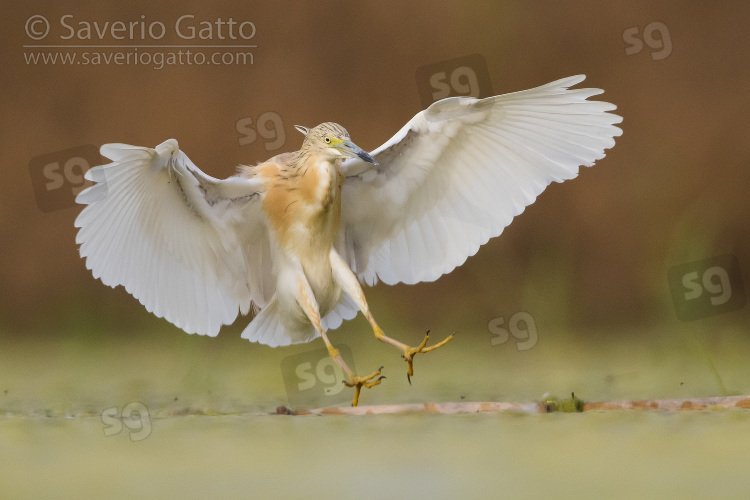 Squacco Heron, adult landing on a floating cane