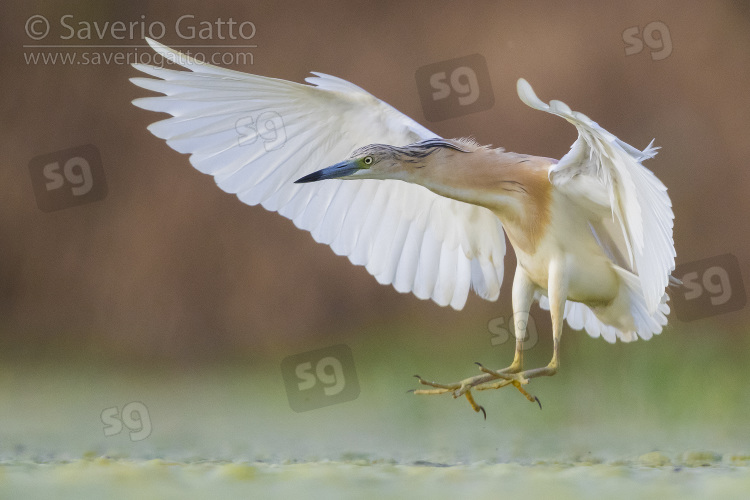 Squacco Heron, adult in flight