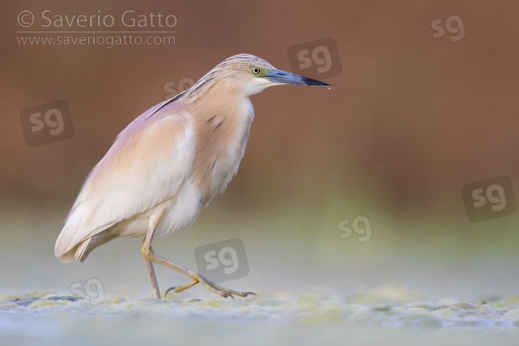 Squacco Heron, adult standing in a swamp