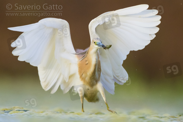 Squacco Heron, adult with a caught larva