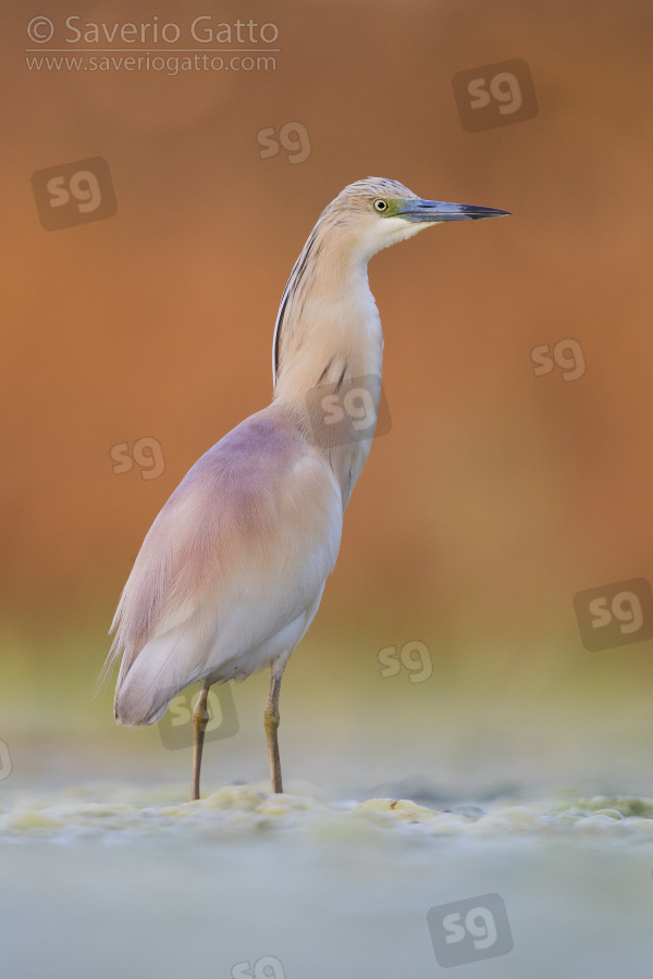 Squacco Heron, adult standing in a swamp at sunset