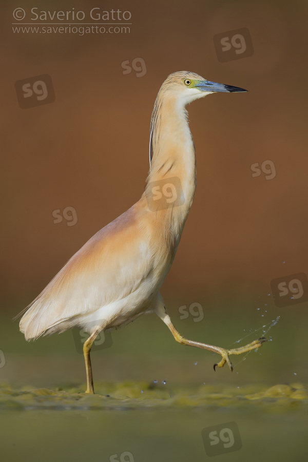 Squacco Heron, adult walking in a swamp