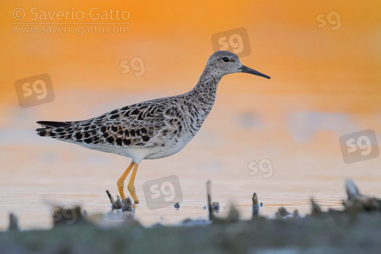 Ruff, adult standing in the water at sunset