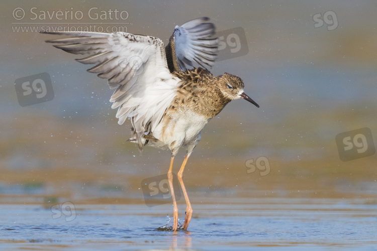 Ruff, adult taking a bath