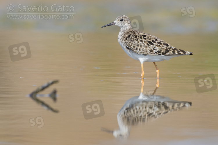 Ruff, adult standing in the water