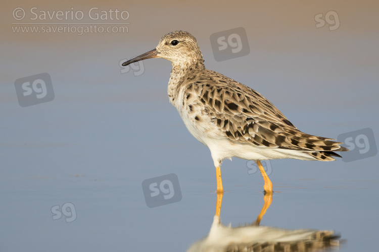 Ruff, adult standing in the water