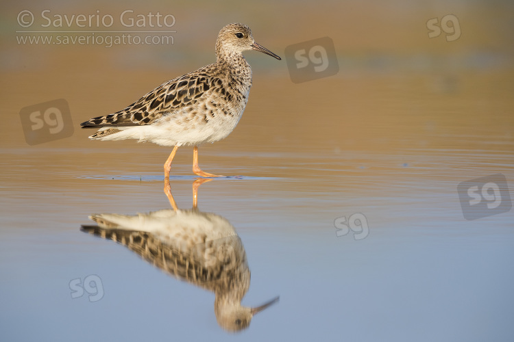 Ruff, adult standing in the water