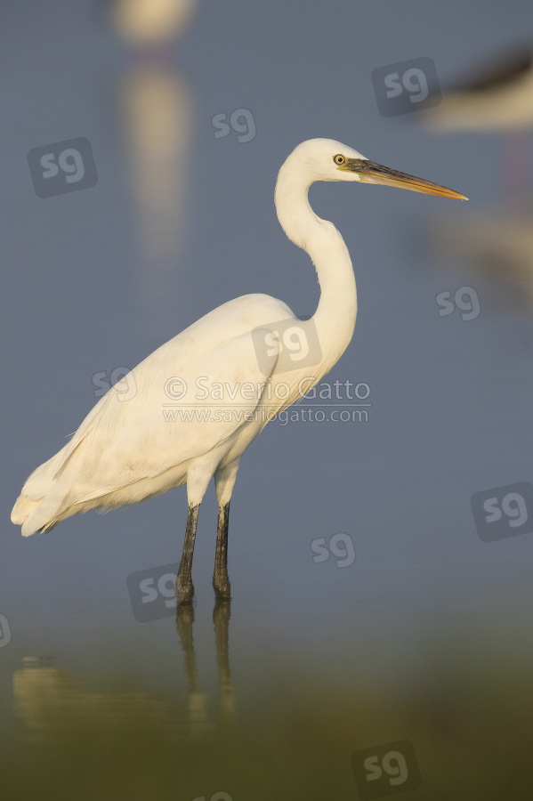 Wester Reef Heron, adult standing in the water