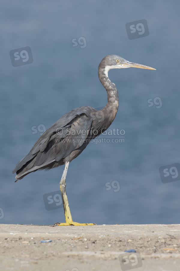 Wester Reef Heron, dark morph adult standing on the ground