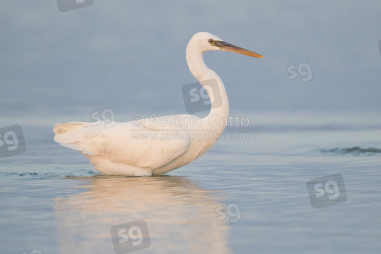 Airone schistaceo, adulto in acqua al tramonto