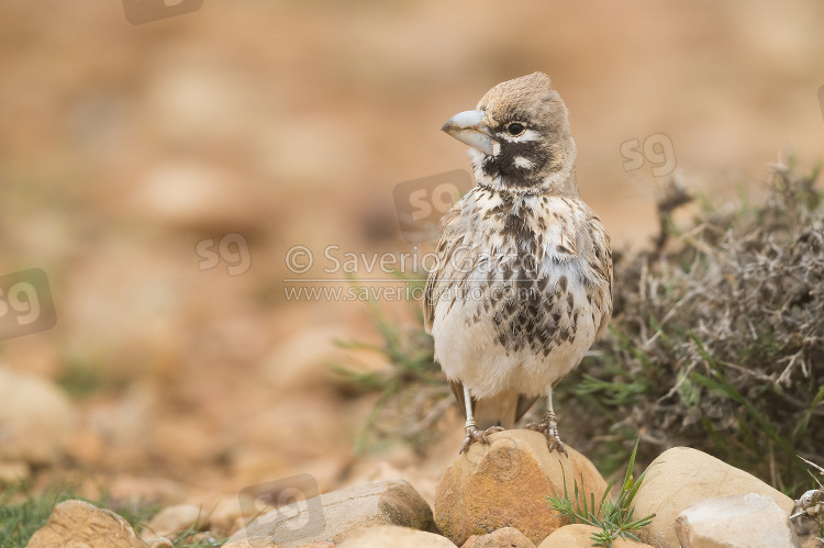 Thick-billed Lark