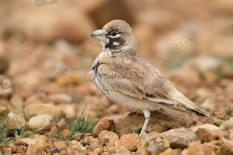 Thick-billed Lark