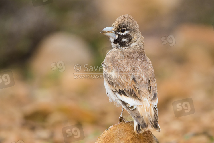 Thick-billed Lark, adult standing on the ground