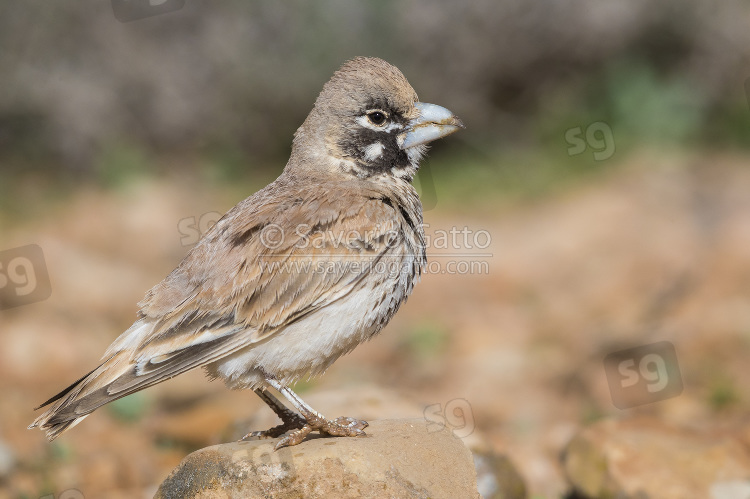 Thick-billed Lark, adult standing on the ground