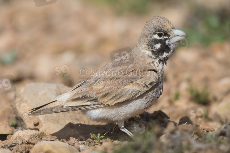 Thick-billed Lark, adult standing on the ground