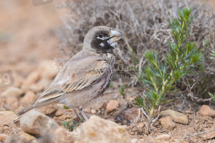 Thick-billed Lark