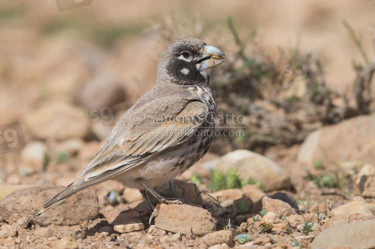 Thick-billed Lark