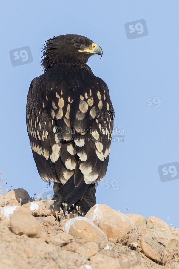 Greater Spotted Eagle, juvenile standing on the ground