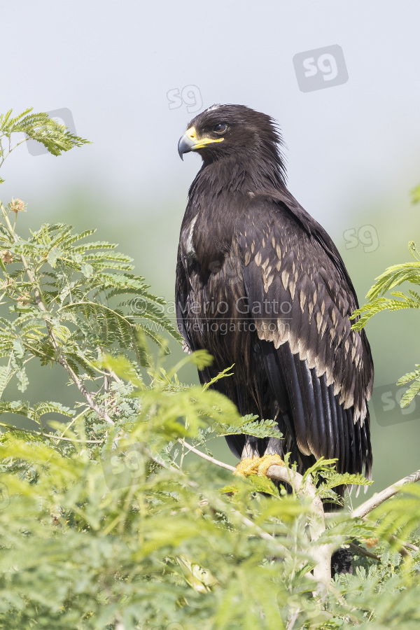 Greater Spotted Eagle, juvenile perched on a tree