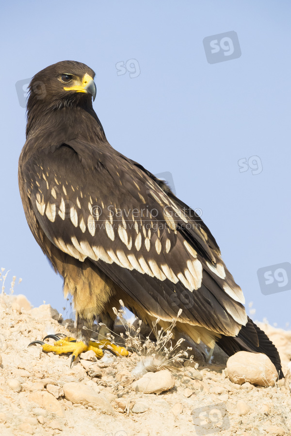 Greater Spotted Eagle, juvenile standing on the ground