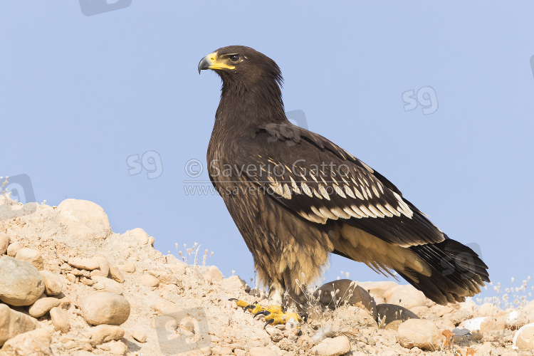 Greater Spotted Eagle, juvenile standing on the ground
