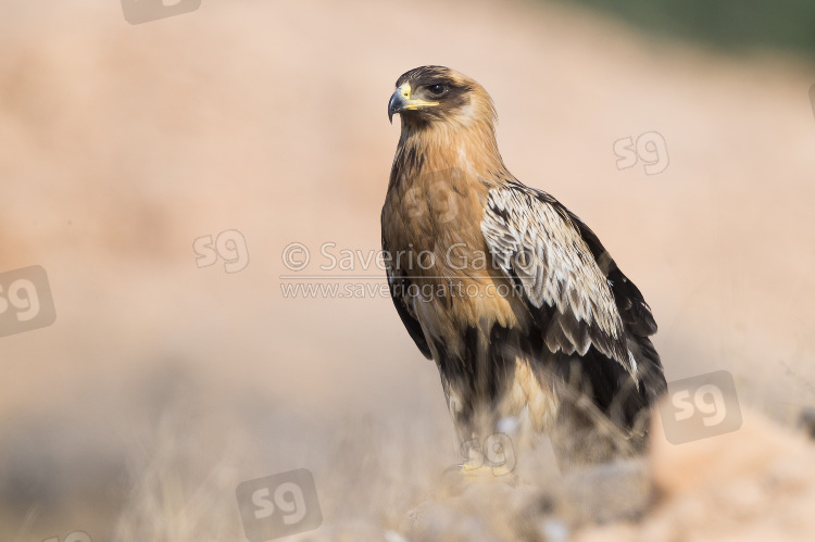 Greater Spotted Eagle, 'fulvescens' variation juvenile standing on the ground