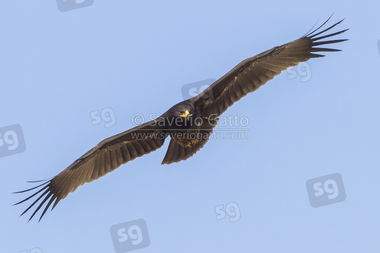 Greater Spotted Eagle, juvenile in flight