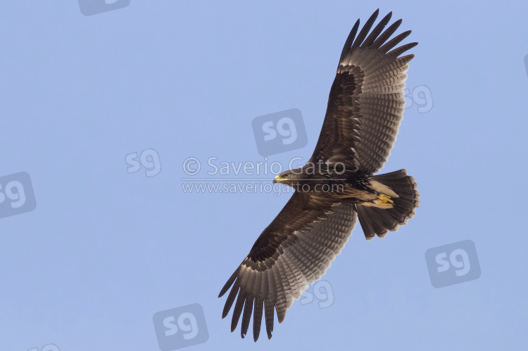 Greater Spotted Eagle, juvenile in flight