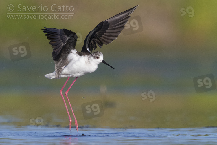 Black-winged Stilt, adult taking off from the water